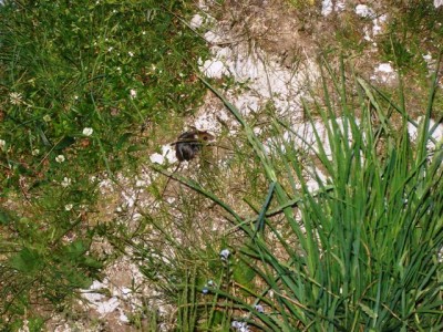 Triglav 23.-25.06.2012.
