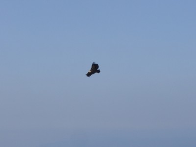 Cres (Sis, Beli) 17.03.2012.