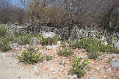 Cres (Sis, Beli) 17.03.2012.