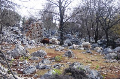Cres (Sis, Beli) 17.03.2012.