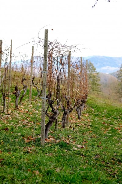 Gora Oljka i Mozirski gaj (SLO) 13.12.2025.